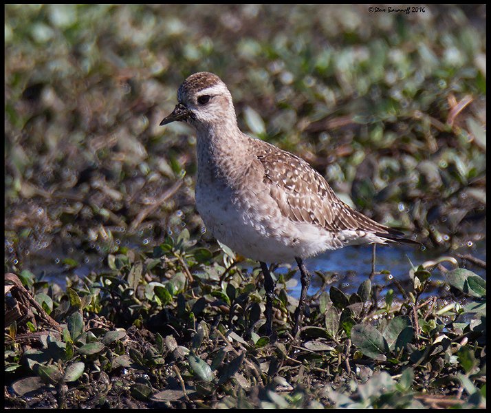 _6SB9861 black-bellied plover non breeding.jpg